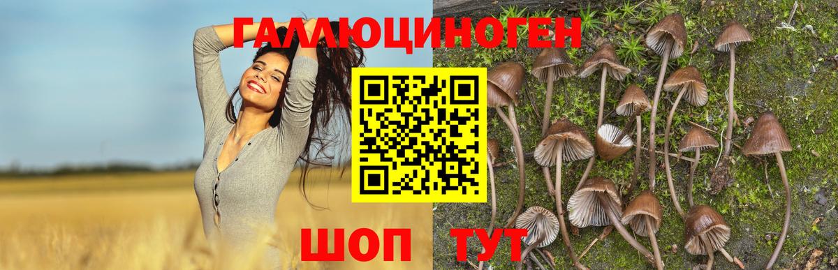Фролово  что такое   Вход с VPN  Псилоцибиновые грибы мухоморы 